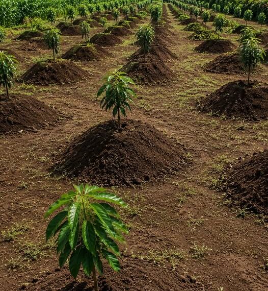 The Green Gold Rush: Unlocking Massive Wealth Through…