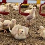 POULTRY: How to easily Identify the sex of Chickens For Successful Outcome in Chicken Farming