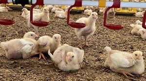 POULTRY: How to easily Identify the sex of Chickens For Successful Outcome in Chicken Farming