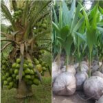 ULTIMATE MONEY Machine: Why Smart AFRICAN Farmers Are Turning to Coconut Cultivation