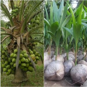 ULTIMATE MONEY Machine: Why Smart AFRICAN Farmers Are&hellip;