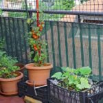 GOODBYE FLOWERS: The Radical Balcony Farming Revolution Quietly Feeding Africa’s Cities