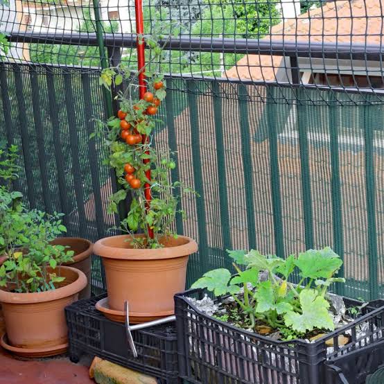 GOODBYE FLOWERS: The Radical Balcony Farming Revolution Quietly…