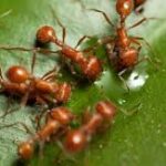 Smuggled in Syringes: How Kenya Became the Hub for a Multi-Million Dollar Illegal Trade in Giant Ants