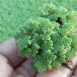 THE GREEN GOLD MINE: How Smart Farmers Are Using AZOLLA “Miracle Weed” to Defeat High Feed Costs and Make Millions!