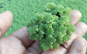 THE GREEN GOLD MINE: How Smart Farmers Are Using AZOLLA “Miracle Weed” to Defeat High Feed Costs and Make Millions!