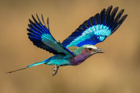 Do Birds Know Your Gender? New Study Suggests They Do. And They’re More Afraid of Women