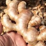 BAD NEWS: From N26 Billion to ZERO- The Silent Epidemic That Stole Nigeria’s Ginger Crown