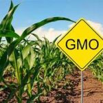 THE SEED WARS: Is the Rush for GMOs Saving Africa’s Agriculture or Destroying It Forever?