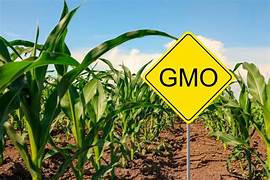 THE SEED WARS: Is the Rush for GMOs&hellip;