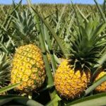 PINEAPPLE FARMING: THE $30 BILLION MONEY SPINNER MANY PEOPLE DO NOT TAKE SERIOUSLY!