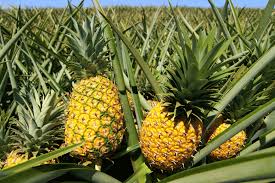 PINEAPPLE FARMING: THE $30 BILLION MONEY SPINNER MANY PEOPLE DO NOT TAKE SERIOUSLY!