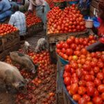 Boom or Bust: The Brutal Truth Behind Africa’s Current Tomato Craze