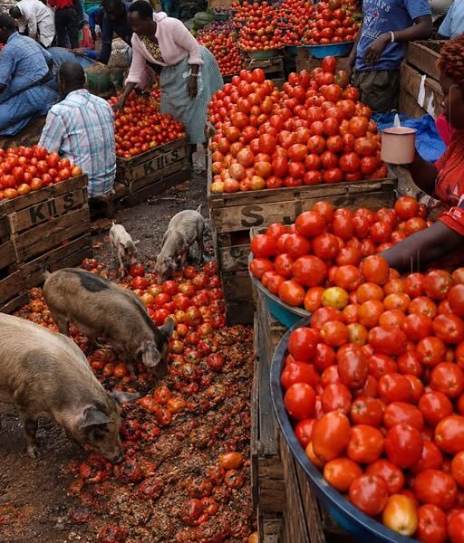 Boom or Bust: The Brutal Truth Behind Africa’s…