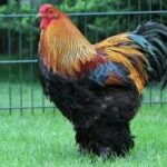 From One Egg to a Gentle Giant: The Incredible Journey of the Brahma Chicken