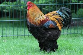 From One Egg to a Gentle Giant: The…