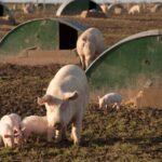 Cracking the Feed Code: How Smart African Pig Farmers are Slashing Costs and Scaling Profits
