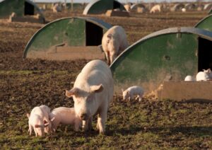 Cracking the Feed Code: How Smart African Pig&hellip;