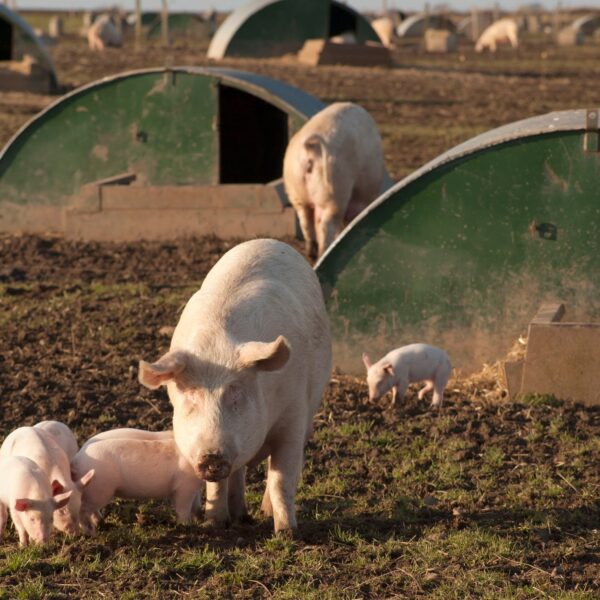 Cracking the Feed Code: How Smart African Pig&hellip;