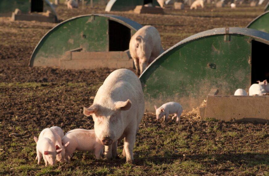 Cracking the Feed Code: How Smart African Pig&hellip;