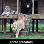 Rescued Together, Bonded Forever: The Unlikely Friendship of a Bear, Lion, and Tiger