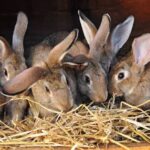 The Hidden Gold in Your Hutch: How Smart Farmers Are Making a Fortune From Rabbit Farming!