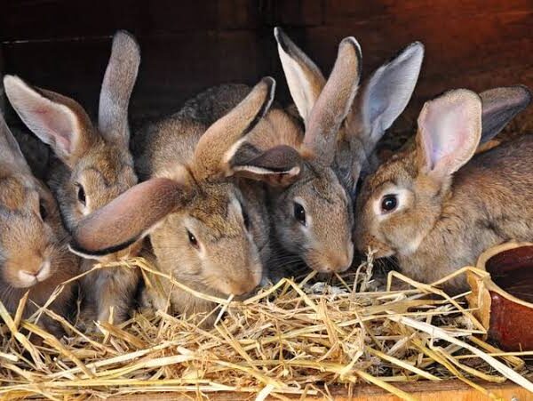 The Hidden Gold in Your Hutch: How Smart&hellip;