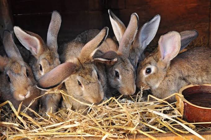 The Hidden Gold in Your Hutch: How Smart…