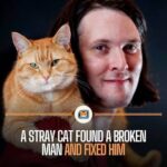 ULTIMATE WEALTH CREATION BLUEPRINT: How a Stray Cat Named Bob Saved a Homeless Man’s Life And made Him a Fortune!