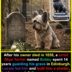 The Unyielding Bond: How a Small Terrier Named Greyfriars Bobby Captured the Heart of Scotland