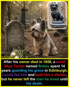 The Unyielding Bond: How a Small Terrier Named&hellip;