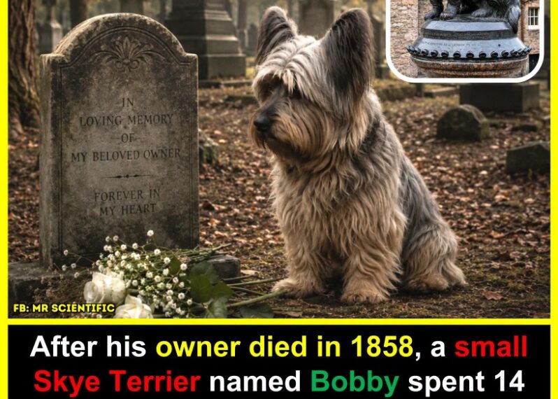 The Unyielding Bond: How a Small Terrier Named&hellip;