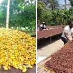 ABT News Exclusive: The Century of Raw Cocoa Exports Ends Today in Abuja. FINALLY!!