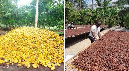 ABT News Exclusive: The Century of Raw Cocoa Exports Ends Today in Abuja. FINALLY!!