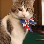 THE NINE LIVES OF WESTMINSTER: 19-Year-Old Larry the Cat Outlasts 7 UK Prime Ministers to Remain Britain’s True Ruler!
