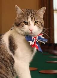 THE NINE LIVES OF WESTMINSTER: 19-Year-Old Larry the…