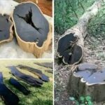FORGET DIAMONDS: This Rare African Tree is Pricier Than Most Metals—And One Log Could Buy You a Luxury Car!