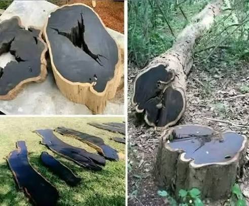 FORGET DIAMONDS: This Rare African Tree is Pricier…