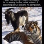 Facing Your Tigers: What a Fearless African He-Goat Taught the World About Courage