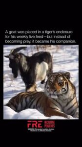 Facing Your Tigers: What a Fearless African He-Goat&hellip;