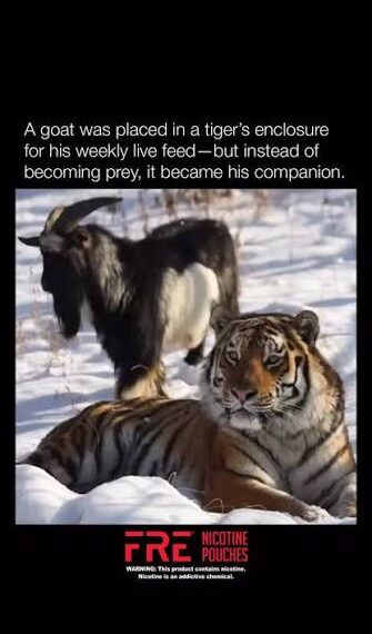 Facing Your Tigers: What a Fearless African He-Goat&hellip;