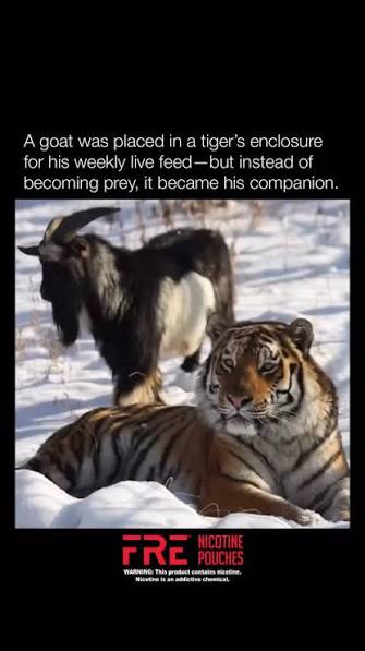 Facing Your Tigers: What a Fearless African He-Goat&hellip;