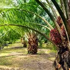 Hard Times For Okomu Oil and Presco As&hellip;