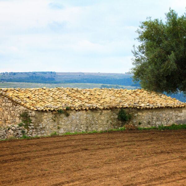 A rustic view of the Sicilian countryside. Source: JannHuizenga / Getty Images
