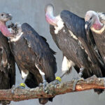 Vultures in Awka Image source: iatafrica