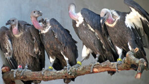 Vultures in Awka Image source: iatafrica