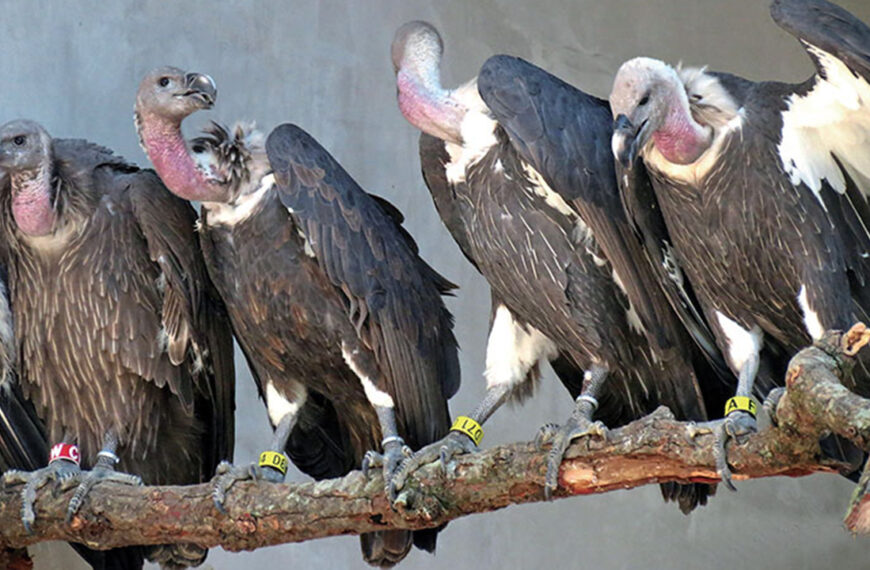 Vultures in Awka Image source: iatafrica