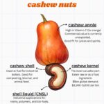 GAME CHANGER!!: AFRICA NOW POISED TO HARNESS BILLIONS OF DOLLARS FROM CASHEW ECHO-SYSTEM AND VALUE-CHAIN!