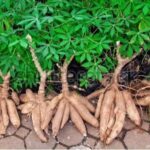 FROM THE SOIL TO YOUR BANK ACCOUNT: The Hidden Gold In Your Cassava Farm!