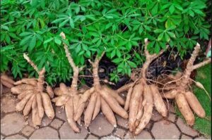 FROM THE SOIL TO YOUR BANK ACCOUNT: The&hellip;